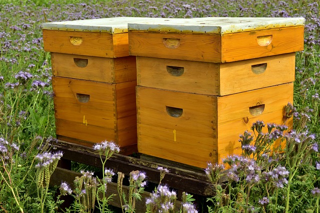 Beehive Bees Bee Keeping Beekeeping Honey