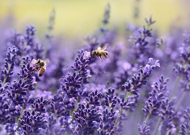 Lavenders Bees Pollinate Pollination Winged Insects